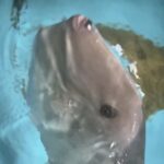 あんかん